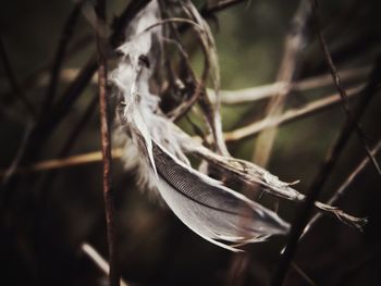 Close-up of feather on plant