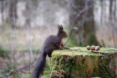 Squirrel on tree stump