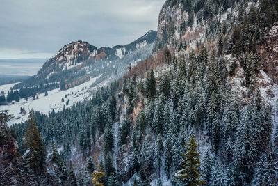 Pine trees on snowcapped mountains against sky