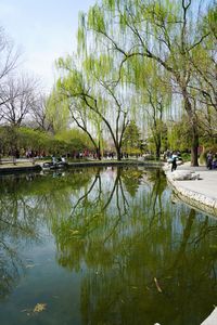 Reflection of trees in lake