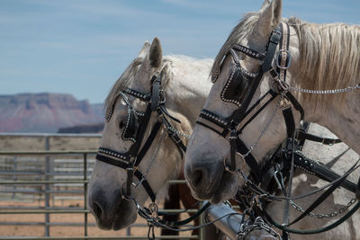 Side view of horses at field