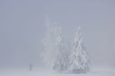 Landscape under the snow in the fog