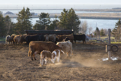 Cute calves head-butting during playful roughhousing in cattle enclosure