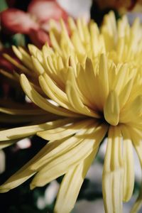 Close-up of yellow flowering plant