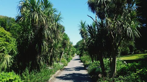 Panoramic view of trees against clear sky