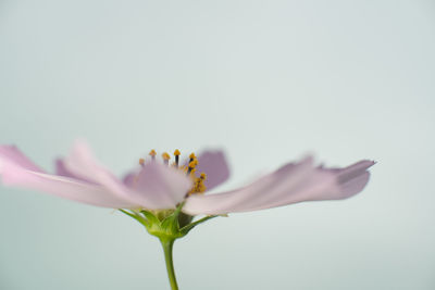 Close-up of pink flower against white background