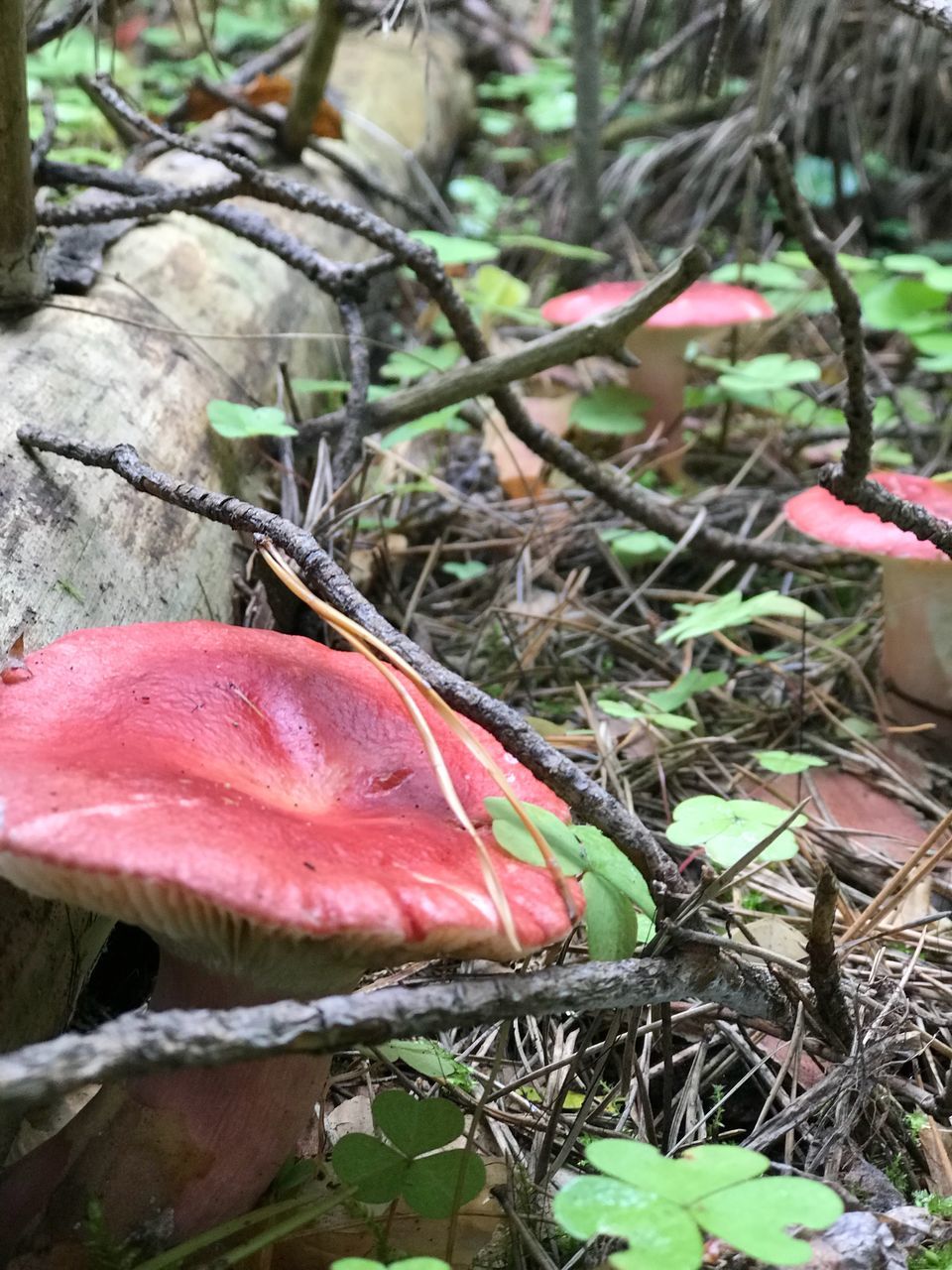 plant, close-up, leaf, plant part, nature, red, day, land, beauty in nature, growth, no people, selective focus, fragility, field, dry, outdoors, vulnerability, tree, freshness, pink color, toadstool, change, leaves