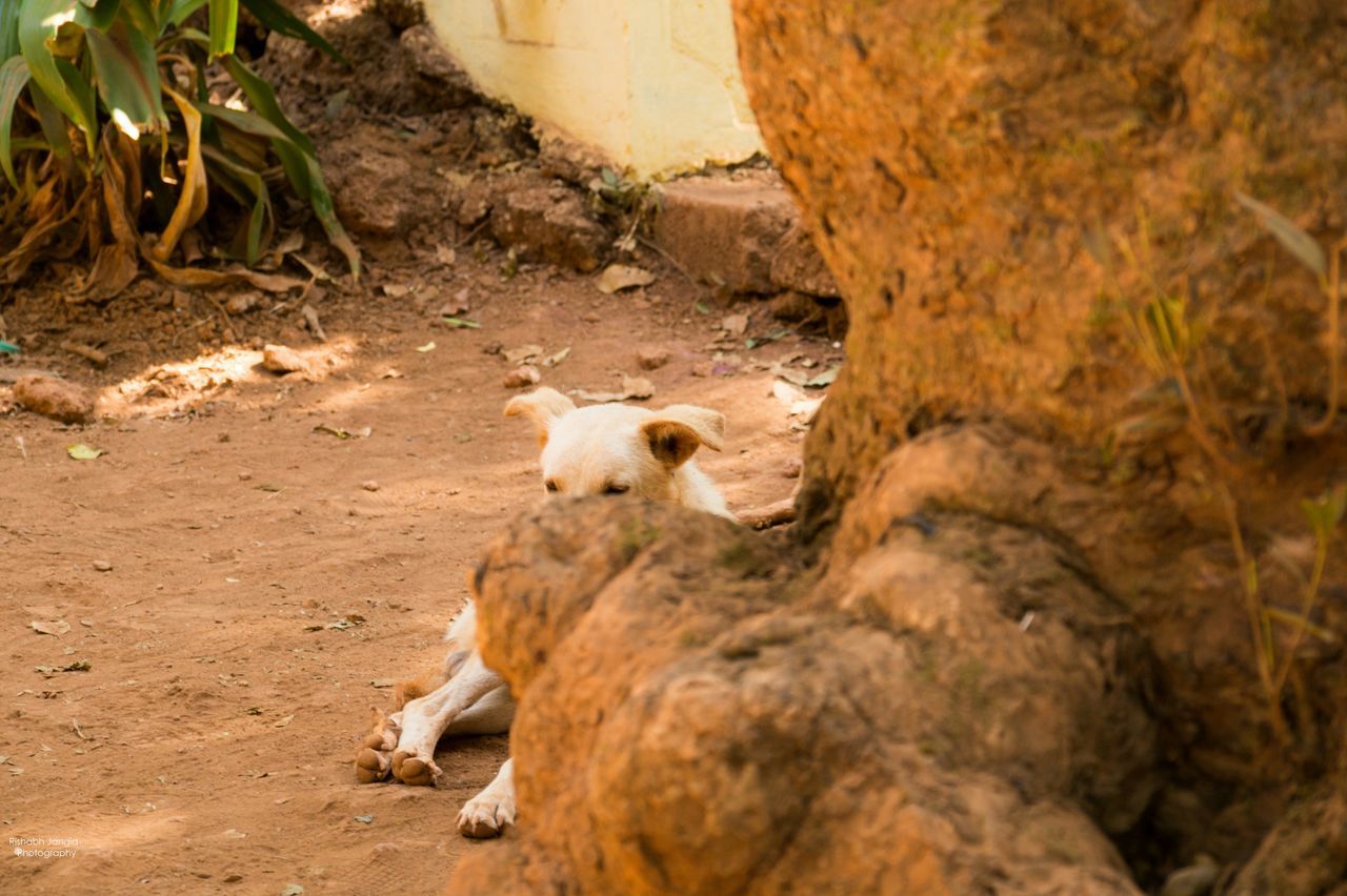 animal themes, mammal, one animal, domestic animals, relaxation, pets, wildlife, lying down, resting, rock - object, day, animals in the wild, outdoors, zoo, full length, sitting, livestock, two animals, nature, no people