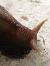 Close-up of snail