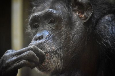 Close-up portrait of monkey