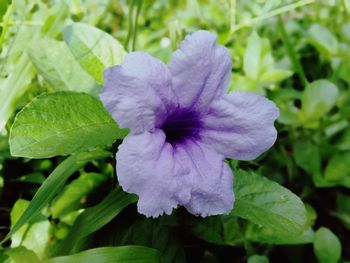 Close-up of purple flowering plant