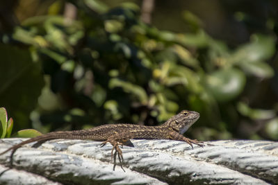 Close-up of a lizard on rock