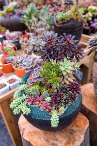 Close-up of succulent plants at store