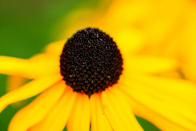 Close-up of yellow flower