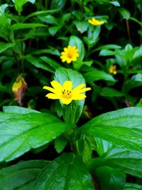 Close-up of yellow flowers blooming outdoors