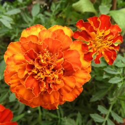 Close-up of orange marigold blooming outdoors