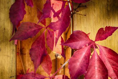 Close-up of flowers in autumn leaves