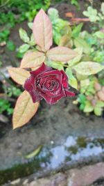 Close-up of rose plant
