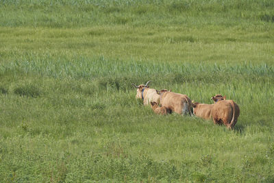 View of a horse on field