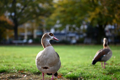Duck on a field