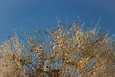 Low angle view of wet dandelion against sky