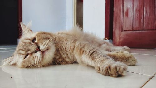Cat lying on floor at home