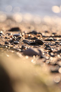 Close-up of leaf on water