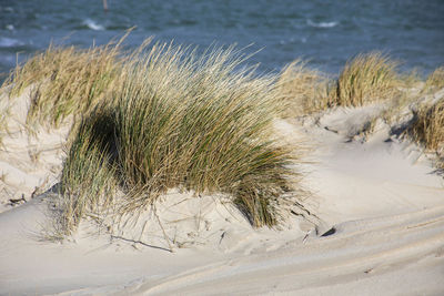 Marram grass at beach