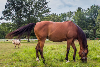 Horse grazing on field against trees