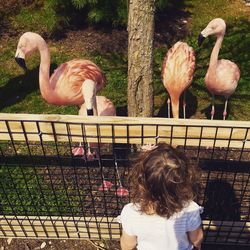 animal themes