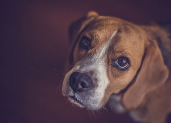 Close-up portrait of dog