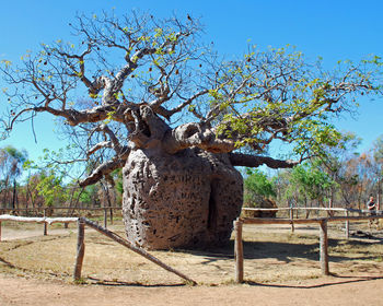 View of tree on field against sky