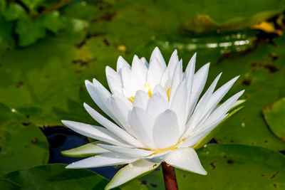 Close-up of water lily in lake