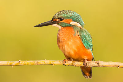 Close-up of bird perching on a branch