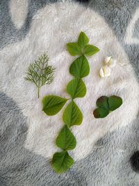High angle view of leaves