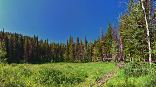 Panoramic view of trees in forest