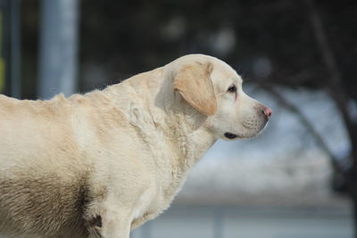 Close-up of a dog looking away