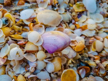Close-up of shells in sea