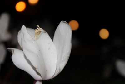 Close-up of white flower blooming outdoors