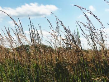 Close-up of wheat field against sky