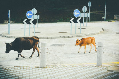 Cows on street