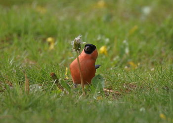 Close-up of a bird on grass