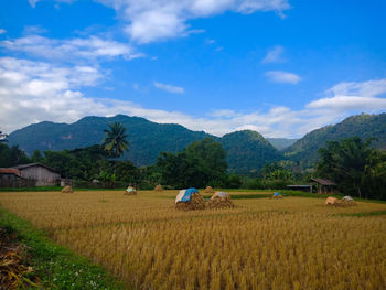 Scenic view of agricultural field against sky