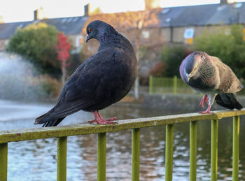 Pigeon perching on wooden post