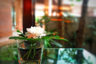 Close-up of flower in glass on table
