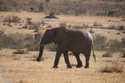 Side view of elephant walking on field