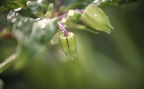 Close-up of water drops on flower