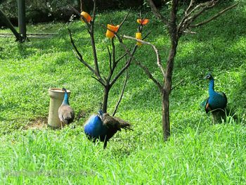 Birds on grassy field