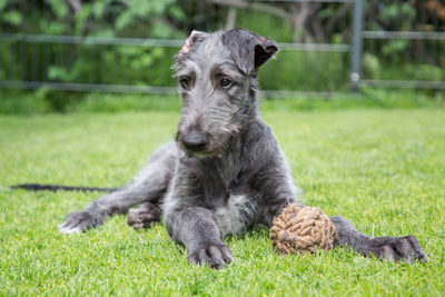 Close-up of dog on grassy field