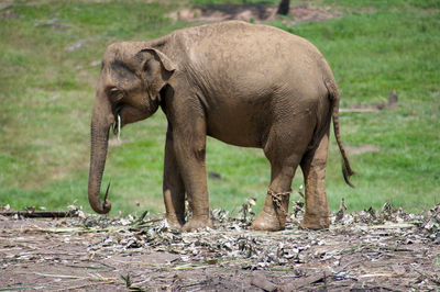 Elephant standing in a field